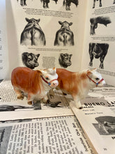 Load image into Gallery viewer, Polled Hereford Bull Salt and Pepper Shakers