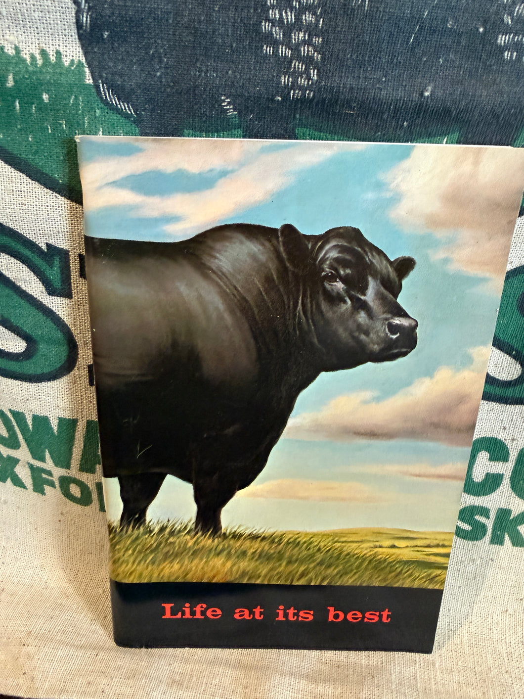 American Angus Guide