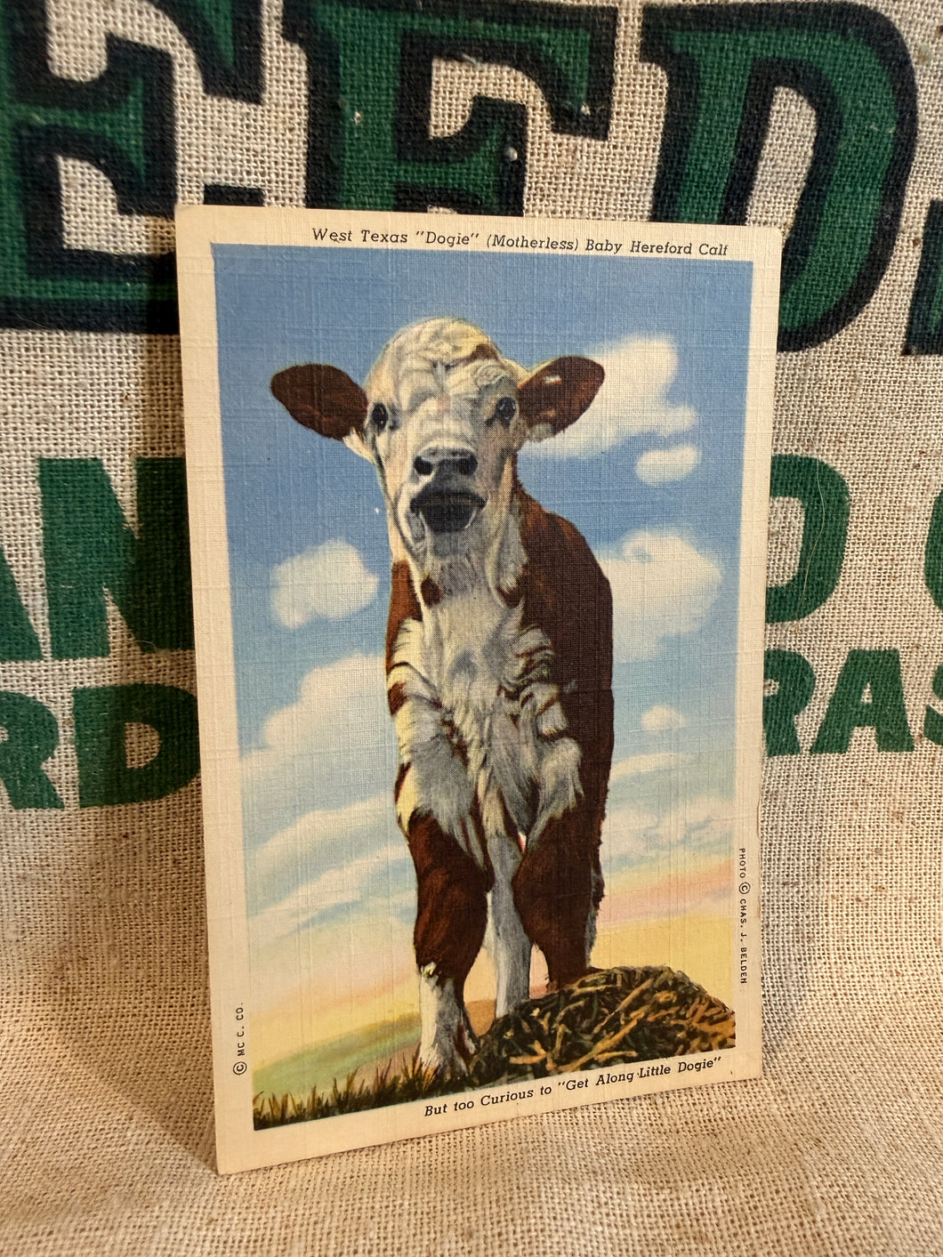 Hereford Calf Postcard