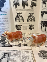 Load image into Gallery viewer, Polled Hereford Bull Salt and Pepper Shakers